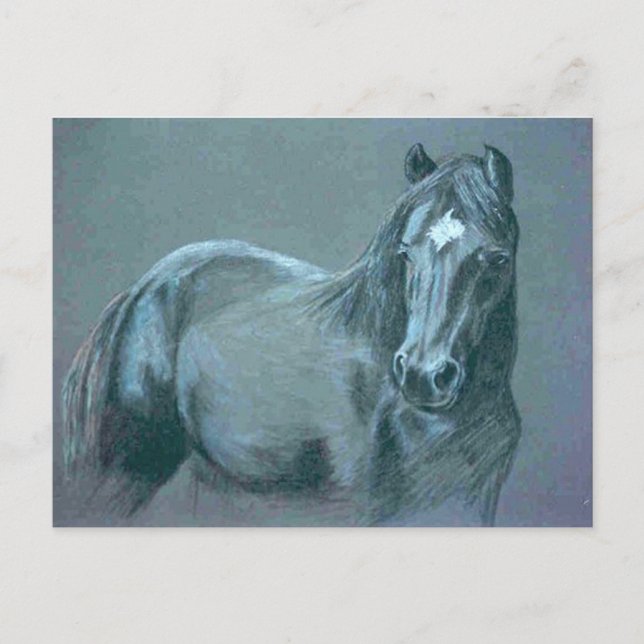 Black Pony Postcard Postkarte (Vorderseite)