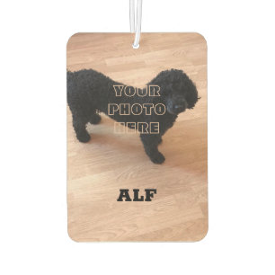 Black Poodle Autolufterfrischer