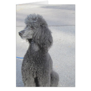Black Poodle Card