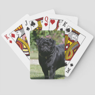 Black Pug Standing Looking at Camera Spielkarten
