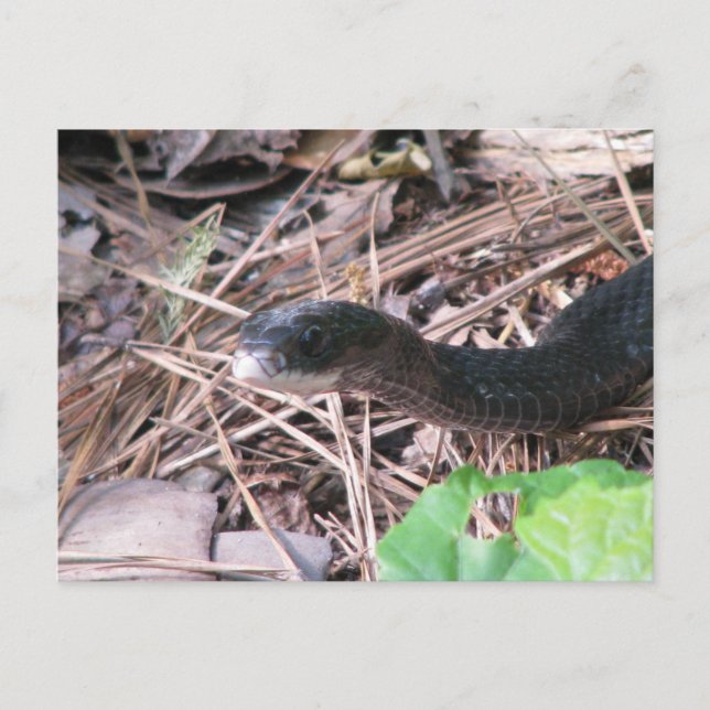 Black Racer Jagen Postkarte (Vorderseite)