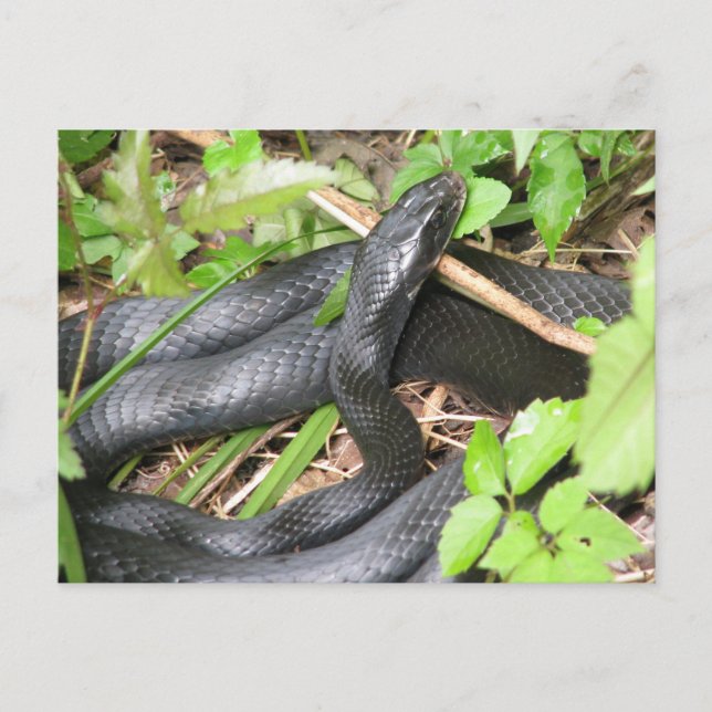 Black Racer Snake Sunning Postkarte (Vorderseite)