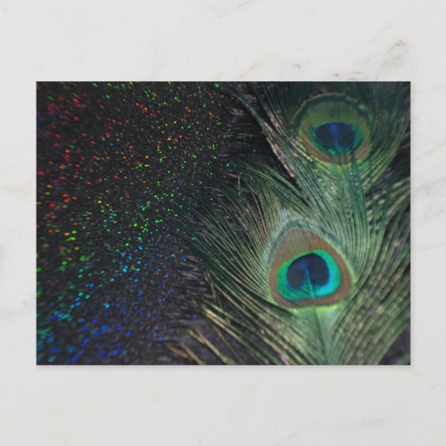 Black Rainbow Peacock Postkarte (Vorderseite)