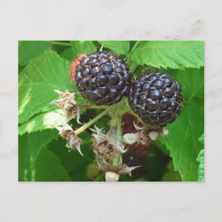 Black Raspberries Postcard Postkarte