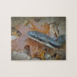 Black Rat Snake - Elaphe obsoleta obsoleta