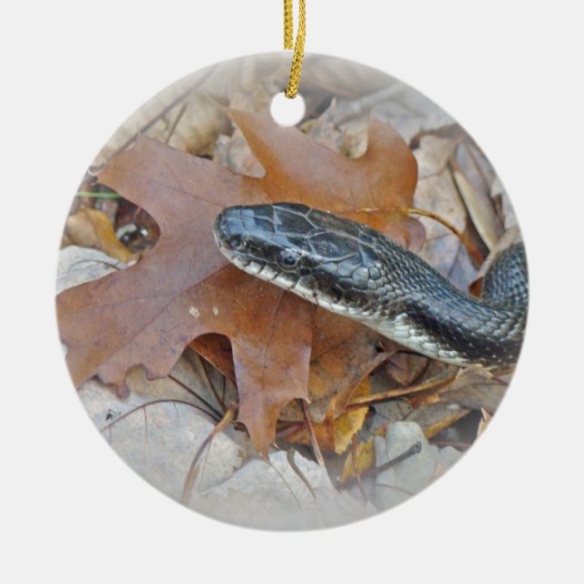 Black Rat Snake - Elaphe obsoleta obsoleta Keramik Ornament (Vorne)