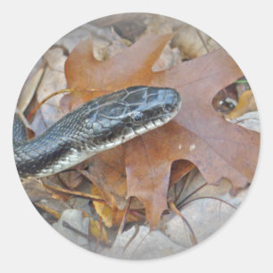 Black Rat Snake - Elaphe obsoleta obsoleta Runder Aufkleber