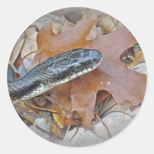 Black Rat Snake - Elaphe obsoleta obsoleta Runder Aufkleber (Vorderseite)
