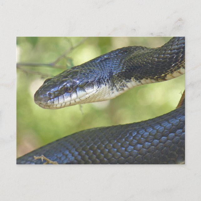 Black Rat Snake Postcard. Postkarte (Vorderseite)
