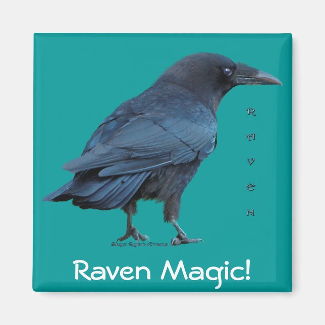 Black Raven Collection III Magnet (Vorne)
