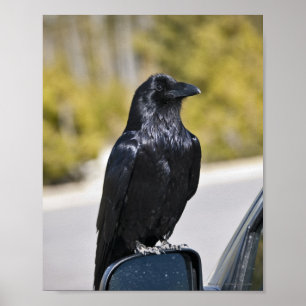 Black Raven - Kunstdruck Poster