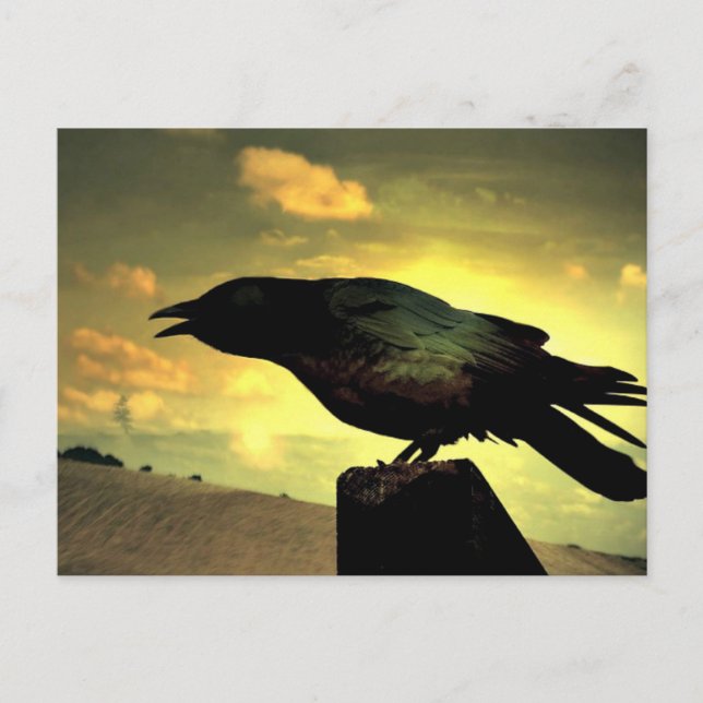 Black Raven Postkarte (Vorderseite)