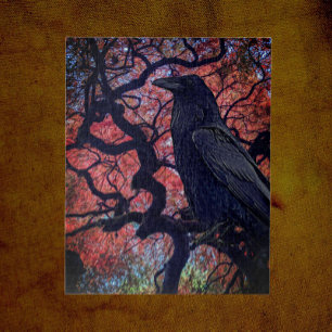 Black Raven und Gnarly Japanese Maple Tree