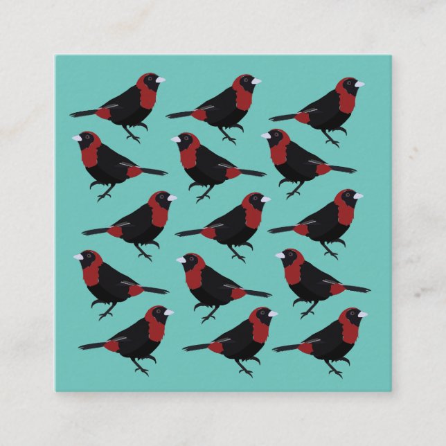 Black Red Crimson Collared Tanager Songbird Quadratische Visitenkarte (Vorderseite)