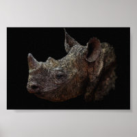 Black Rhino