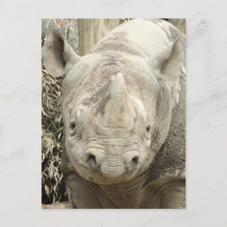 Black Rhinoceros Postcard Postkarte