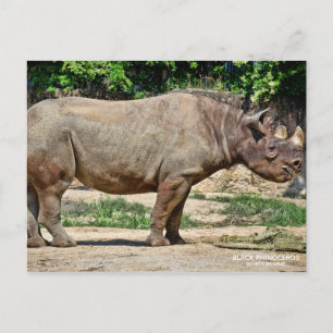 Black Rhinoceros [Postkarte] ポ ス ト ド Postkarte