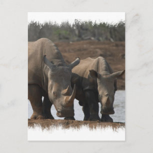 Black Rhinos Postcard Postkarte