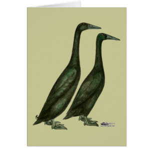 Black Runner Ducks