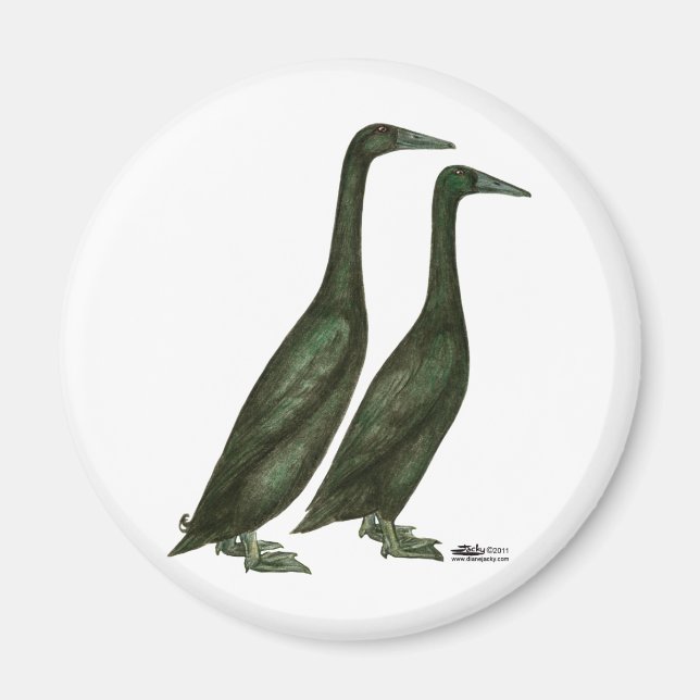 Black Runner Ducks Magnet (Vorne)