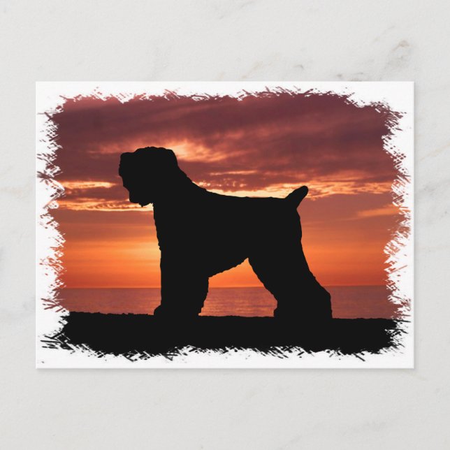 Black Russian Terrier Postkarte (Vorderseite)