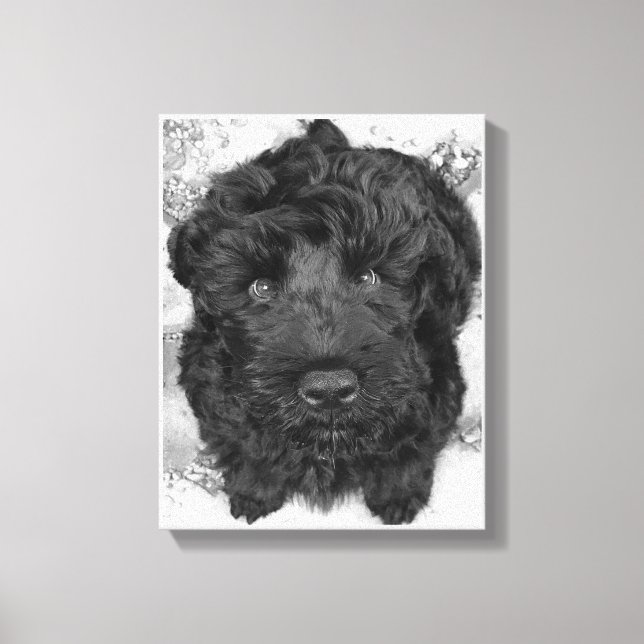 Black Russian Terrier Puppy Leinwanddruck (Vorderseite)