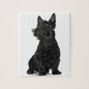 Black Scottish Terrier