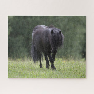 Black Shetland Pony Stallion Wandern