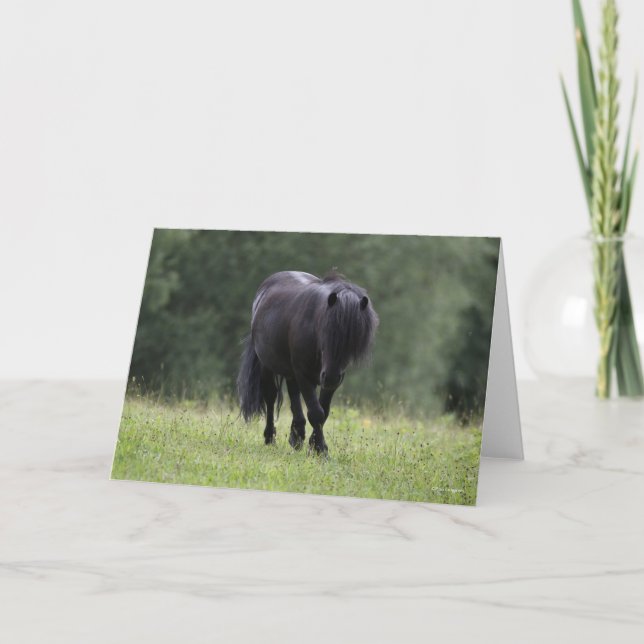 Black Shetland Pony Stallion Wandern Karte (Vorderseite)