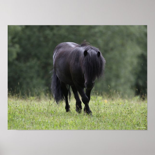 Black Shetland Pony Stallion Wandern Poster (Vorne)