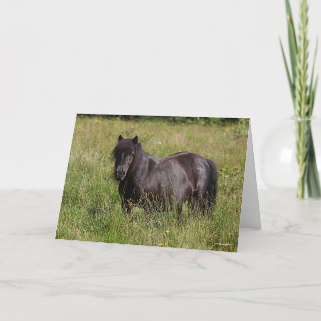 Black Shetland Stallion Standing In Grass Karte (Vorderseite)