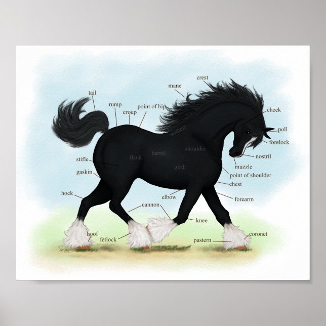 Black Shire Horse Educational Anatomical Chart Poster (Vorne)