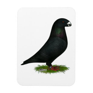 Black Show Racer Magnet