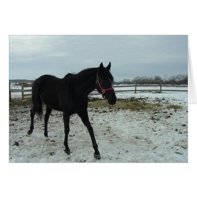 Black Stallion Beauty (Vorderseite (Horizontal))