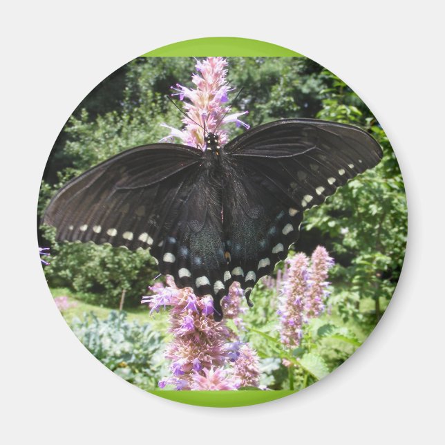 Black Swallowtail 67 ~ aimant (Devant)