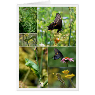 Black Swallowtail Butterfly Lifecycle Collage