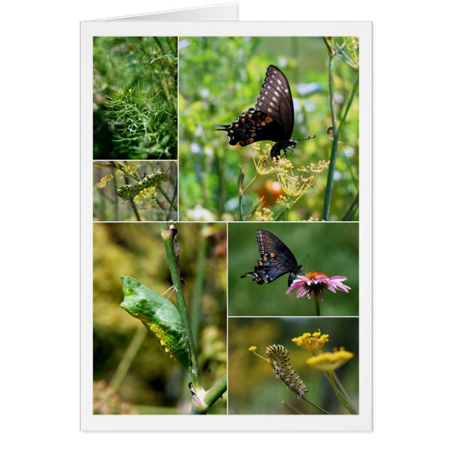 Black Swallowtail Butterfly Lifecycle Collage (Devant)