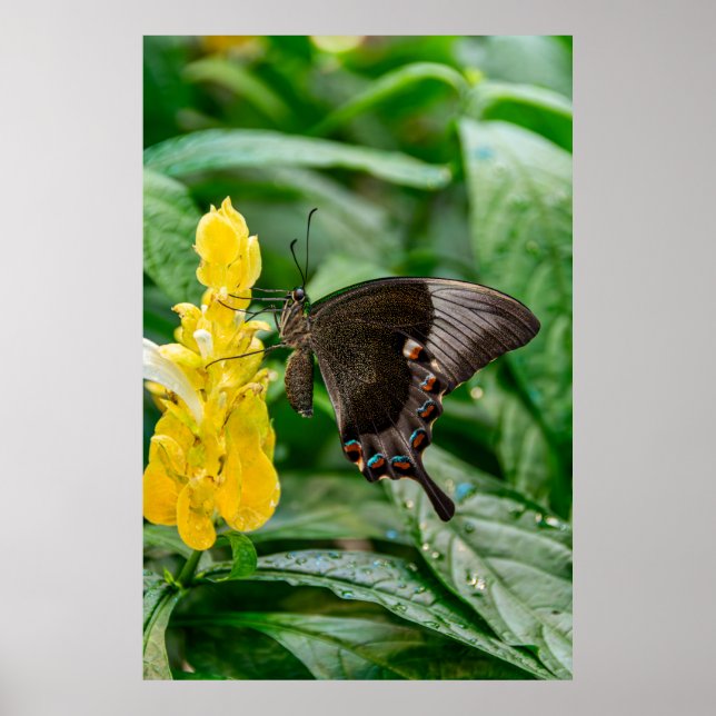 Black Swallowtail Butterfly on flower Poster (Vorne)