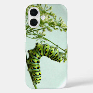 Black Swallowtail Caterpillar manger Coque persil