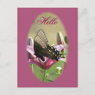 Black Swallowtail sur carte postale Lily Blank