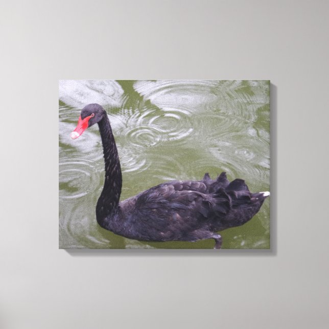 Black Swan Canvas Print Leinwanddruck (Vorderseite)