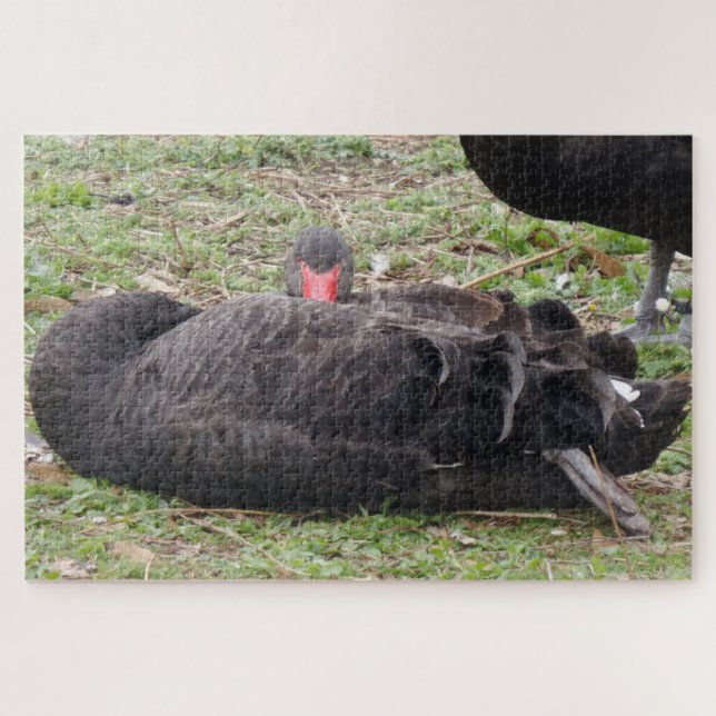 Black Swan Jigsaw Puzzle (Horizontal)