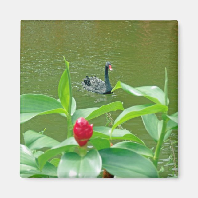 Black Swan Magnet (Vorne)