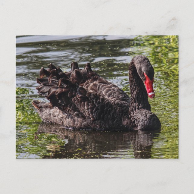Black Swan, Roath Park Lake, Cardiff, Wales. Postkarte (Vorderseite)
