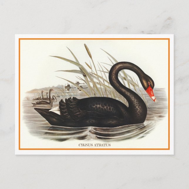 Black Swan Vintage  Postkarte (Vorderseite)
