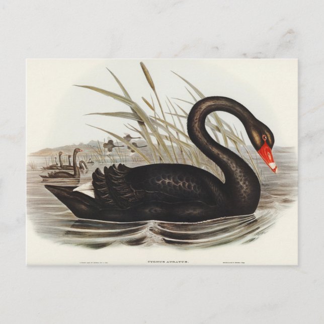 Black Swan von Elizabeth Gould Postkarte (Vorderseite)
