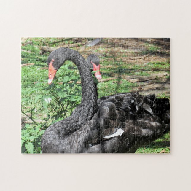 Black Swans Jigsaw Puzzle (Horizontal)