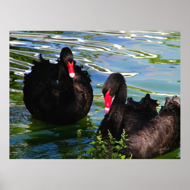 Black Swans Poster (Vorne)