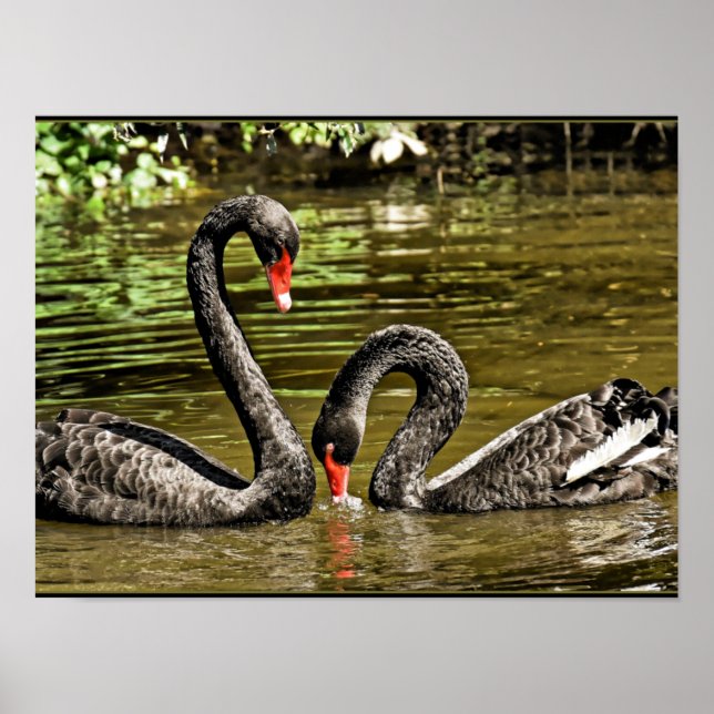 Black Swans Poster (Vorne)