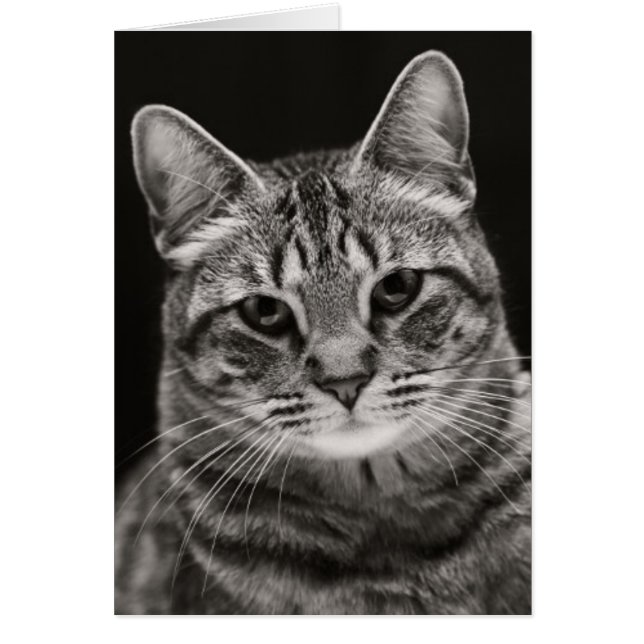 Black Tabby Kitten (Vorne)